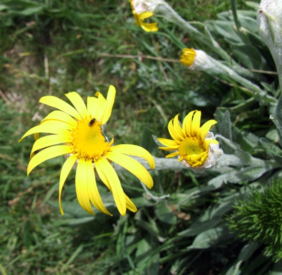 Senecio scopolii / Senecione illirico